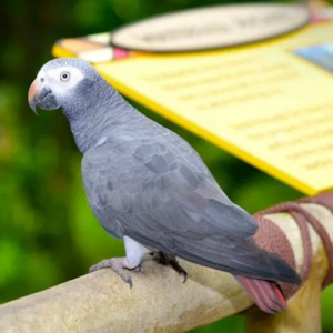 Timneh African Grey Parrot for Sale — Meet Pepper