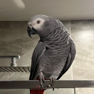 Meet Loki – Hand-Raised Baby African Grey Parrots