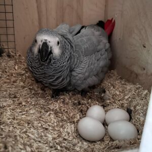 African Grey parrot fertile eggs for sale