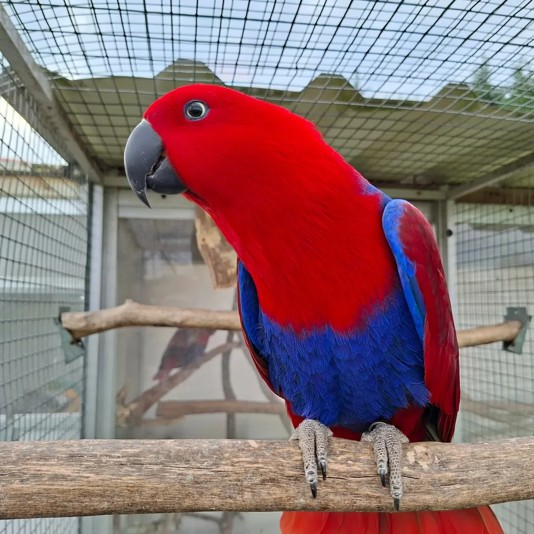 Adult Female Eclectus Parrot for Sale , Healthy Tamed Companion- ( Linda )