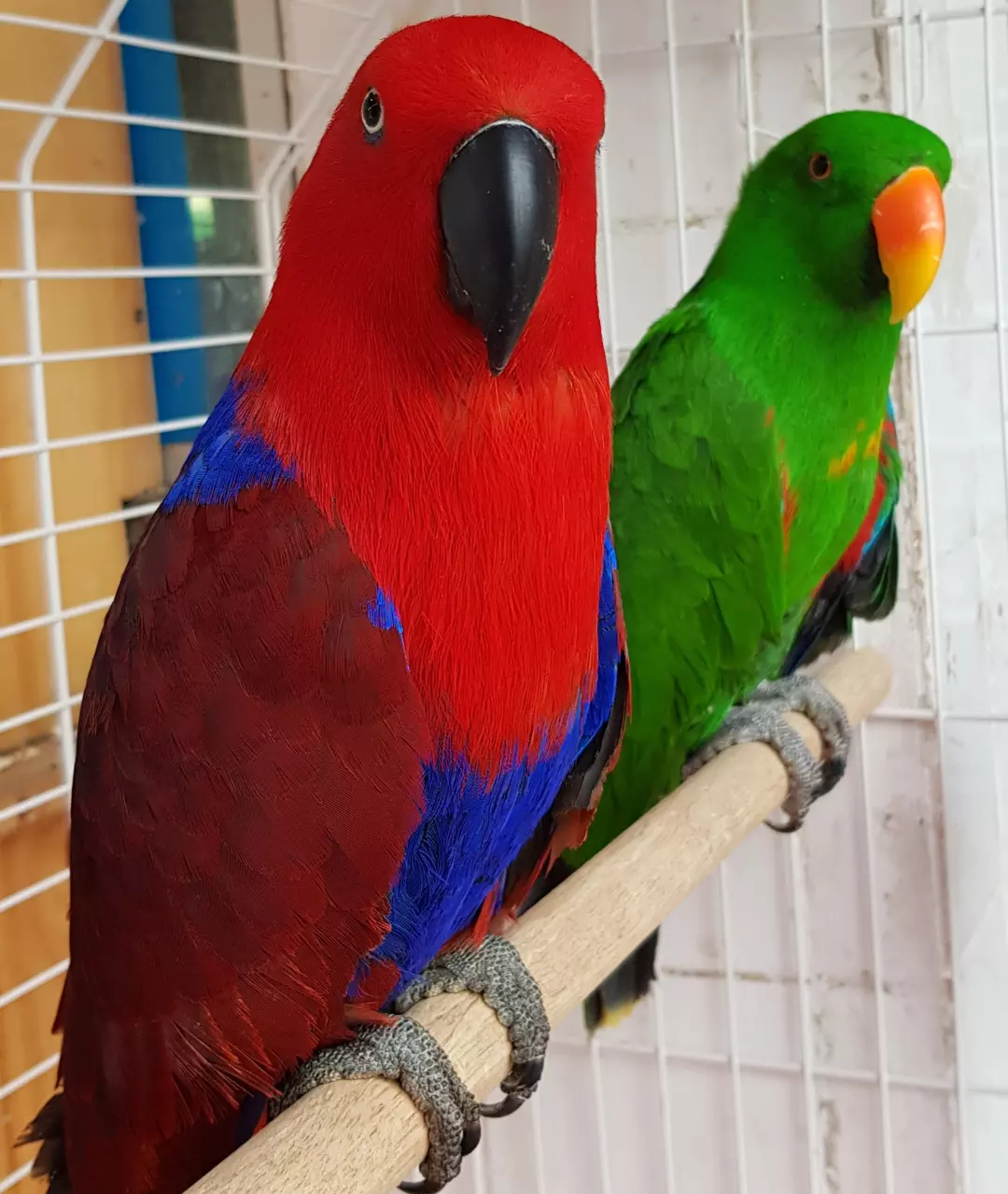 Adult Female Eclectus Parrot for Sale , Healthy Tamed Companion- ( Linda )