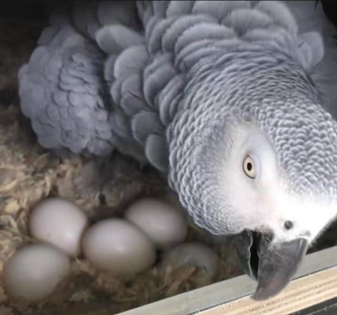 Buy African Grey Parrot fertile eggs for sale