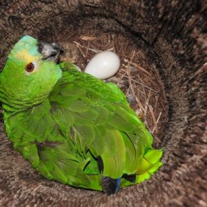 Buy Fertile Amazon Parrot Eggs Online