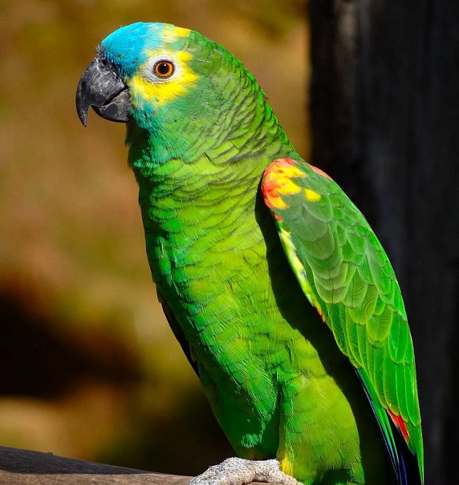 Amazon parrot for sale, Double yellow headed Amazon parrot for sale, yellow naped Amazon parrot for sale, blue fronted Amazon parrot for sale