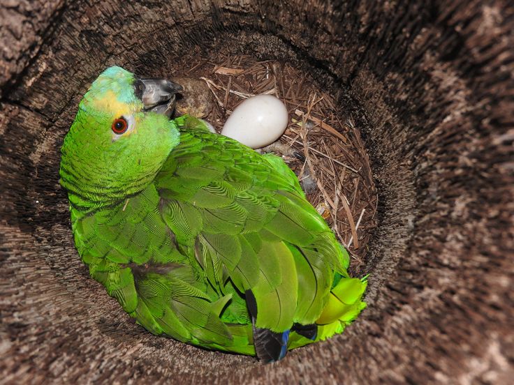 Fertile Amazon parrot eggs for sale