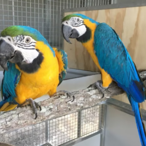 Adult Pair Blue and Gold Macaw for Sale | Hand-Raised Macaws meet Coco & Max