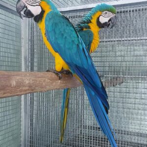 Adult Pair Blue and Gold Macaw for Sale | Hand-Raised Macaws meet Coco & Max