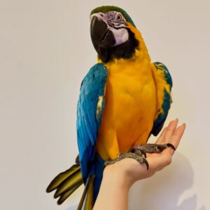 Baby Male Blue and Gold Macaw for Sale | Healthy, Hand-Raised Macaw meet Zeus