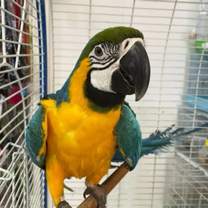 Baby Male Blue and Gold Macaw for Sale | Healthy, Hand-Raised Macaw meet Zeus
