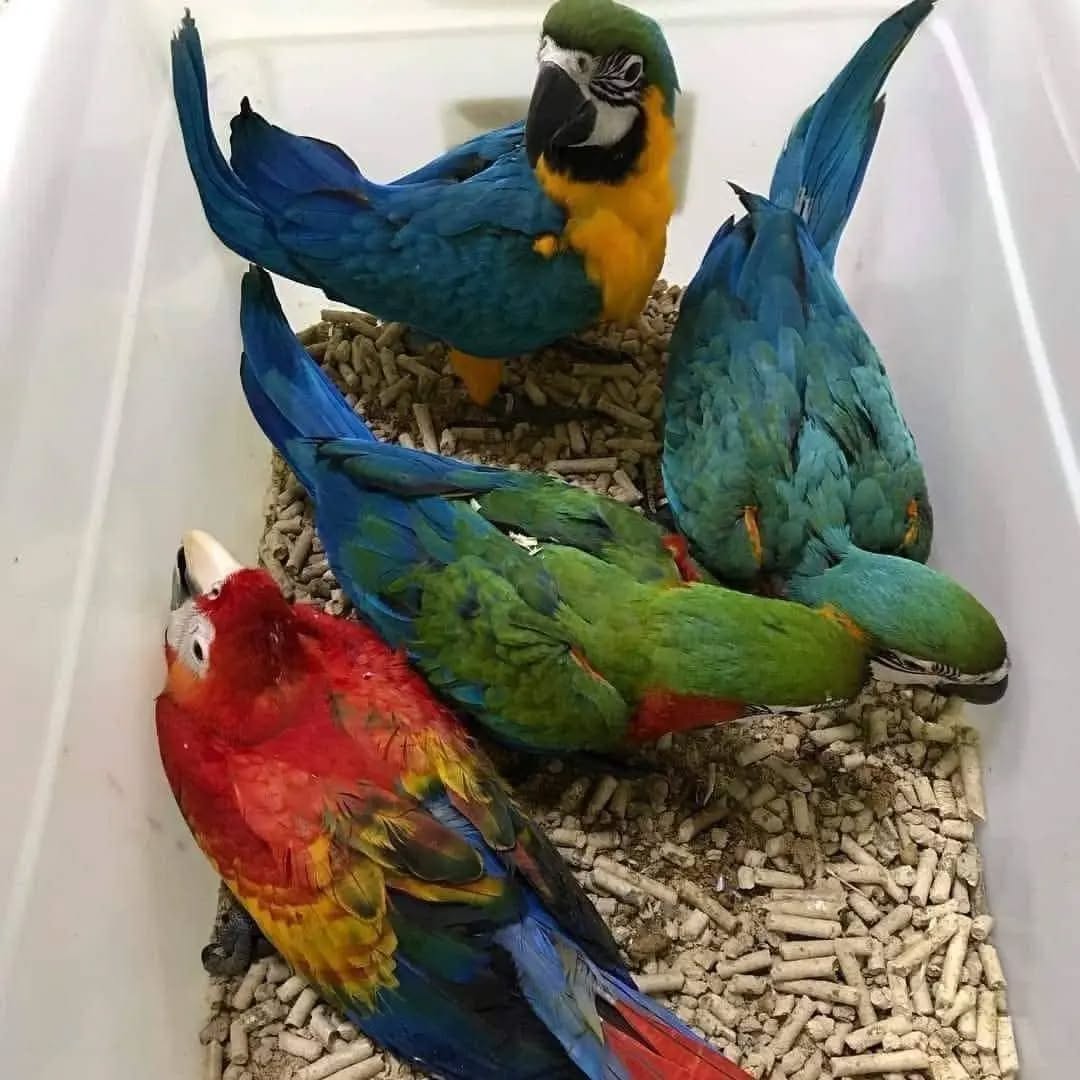 Baby parrots for sale