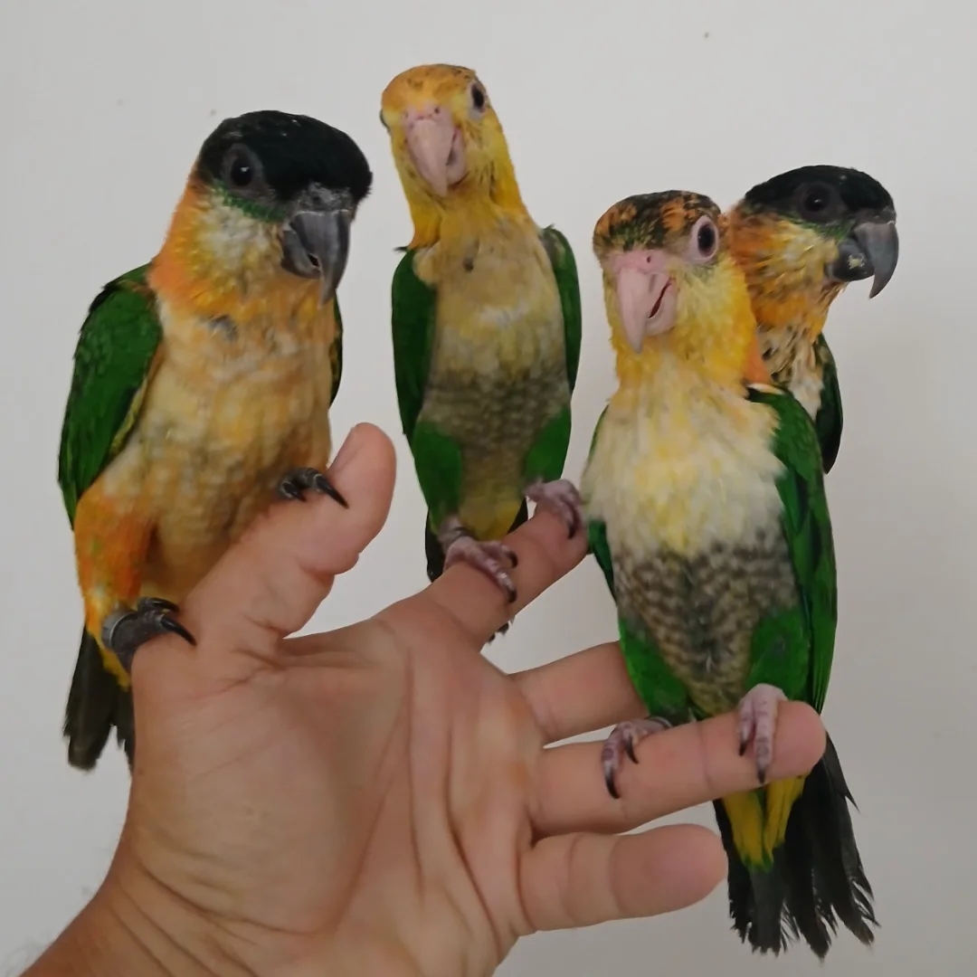 Baby Caique Parrots for Sale | Hand-Fed Male & Female Caique Babies