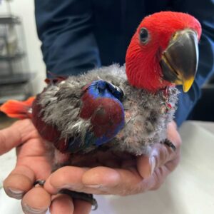 Baby Female Eclectus Parrots Available Hand-fed
