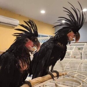 Black Palm Cockatoo for Sale Online – Intelligent & Remarkable