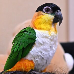 Black-Headed Caique Parrots for Sale