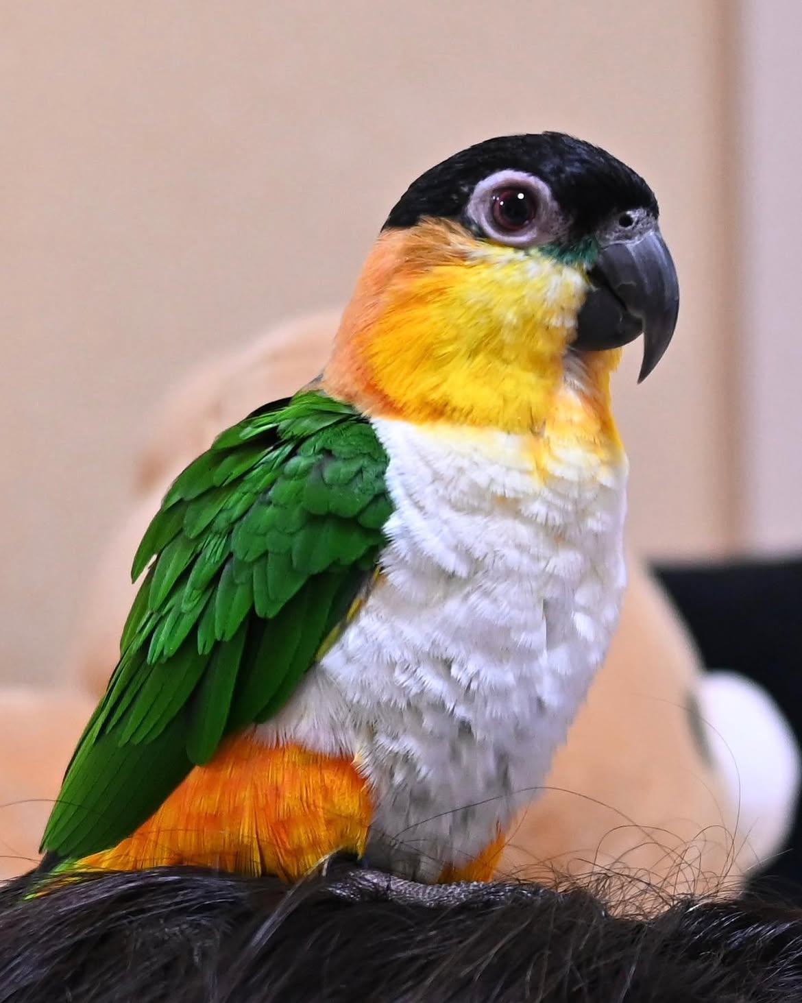Black Headed Caique for sale