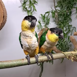 Black Headed Caique Breeding Pair for Sale – Proven Adult Pair – Meet Jojo and Jessy