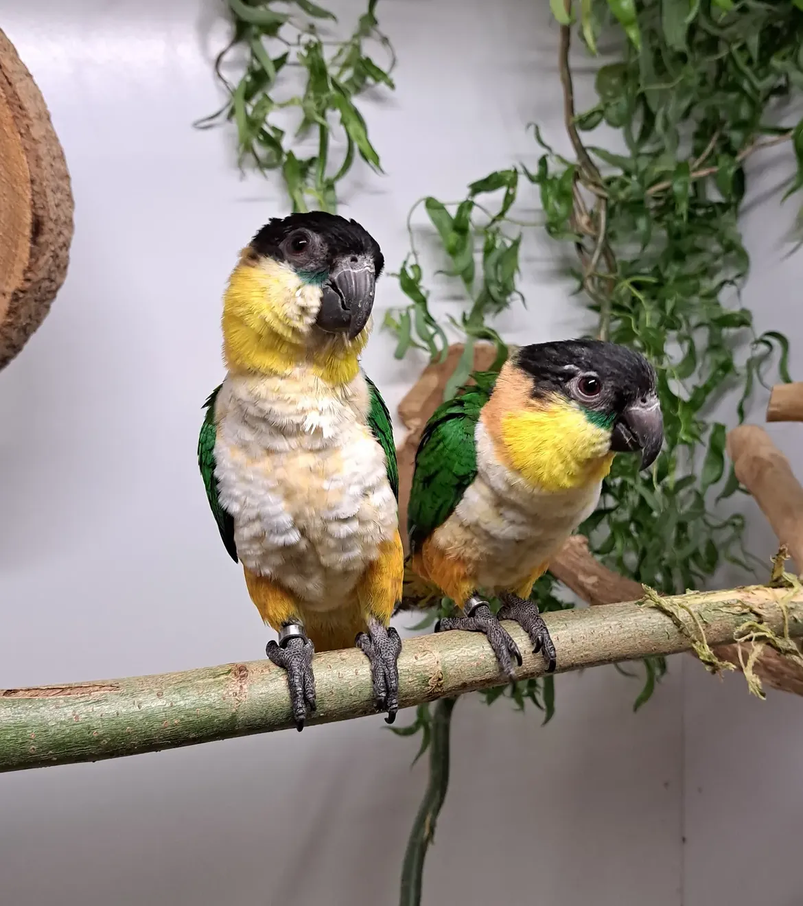Black Headed Caique Breeding Pair for Sale - Proven Adult Pair