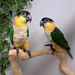 Black Headed Caique Breeding Pair for Sale – Proven Adult Pair – Meet Jojo and Jessy