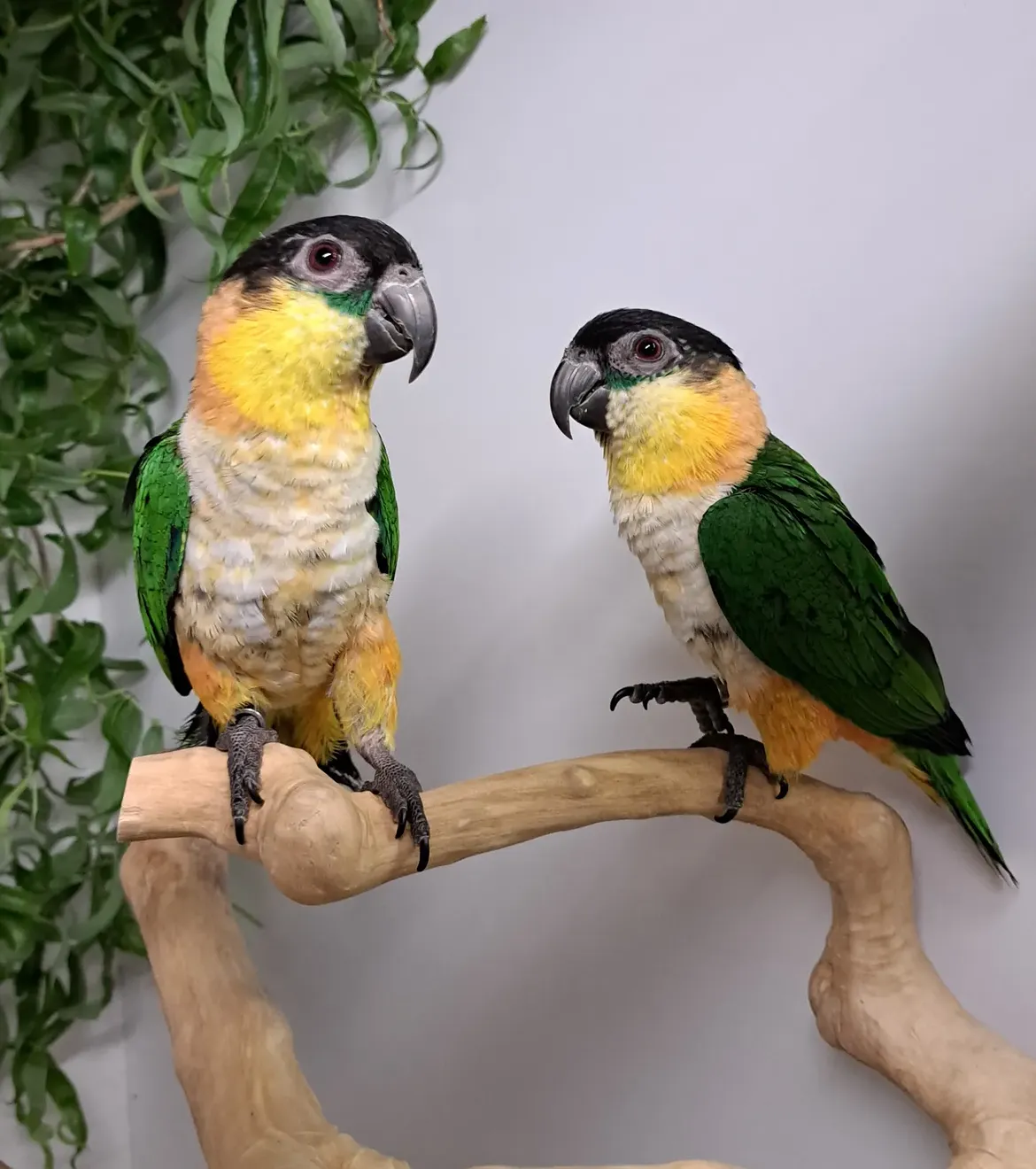 Black Headed Caique Breeding Pair for Sale - Proven Adult Pair