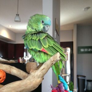 Blue-Fronted Amazon Parrots for Sale – Healthy, Social & Intelligent Companion Parrots