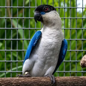 Rare Blue Mutation Black Headed Caique – Adult Male – Khan