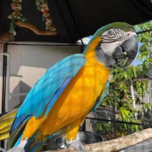 Adult Male Blue and Gold Macaw for Sale, Care & Healthy Macaws-Meet Skyler