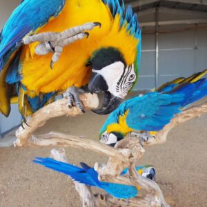 Young Pair Blue and Gold Macaw for Sale – Healthy, Social & Hand-Raised Meet Jack & Jill