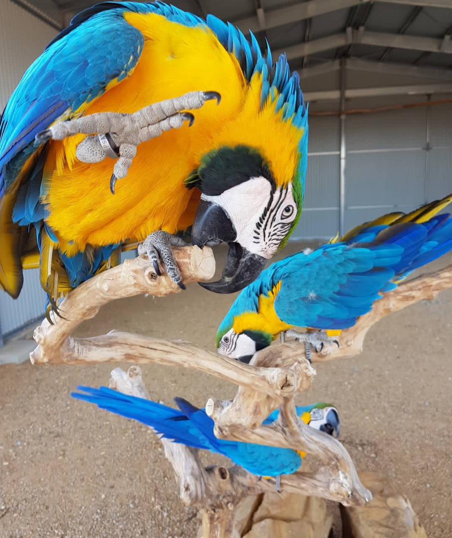 Blue and Gold Macaw for Sale | Hand-Raised & Socialized adult pair