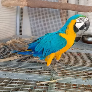 Adult Male Blue and Gold Macaw for Sale, Care & Healthy Macaws-Meet Skyler