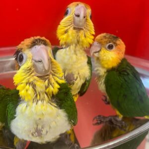 Baby Caiques for Sale – Male and Female