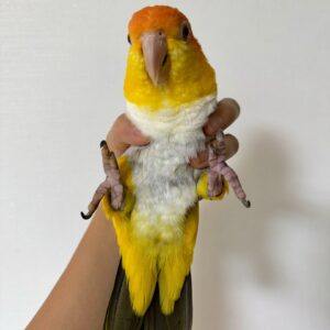 Male White-Bellied Caiques for Sale Online-Adult – ( Smart )