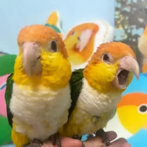 Baby White Bellied Caique Parrot Pairs – Hand-Fed & Weaned- Chris & Chrity