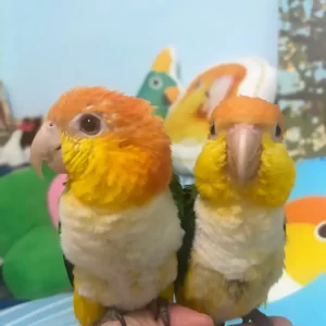Baby White Bellied Caique Parrot Pairs – Hand-Fed & Weaned- Chris & Chrity