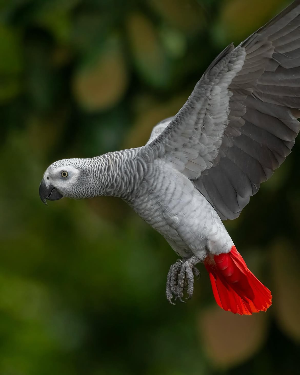 African Grey Parrots for sale