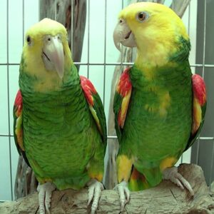 Double Yellow Headed Amazon Parrot for Sale Online
