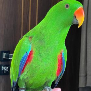 Male Solomon Island Adult Eclectus Parrot – (Peller)