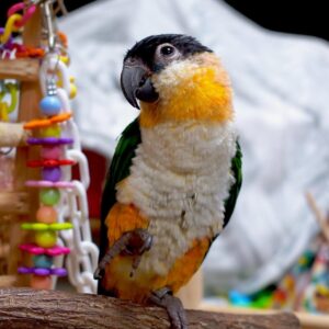 Female Black Headed Caique Adult – Snowy
