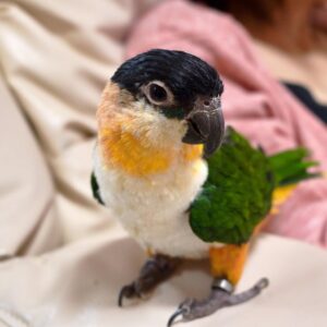 Female Black Headed Caique Adult – Snowy