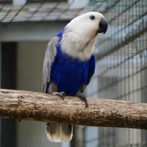 Female Blue Mutation Eclectus For Sale-Rare & Beautiful ( Bright )