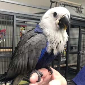 Baby Blue Mutation Eclectus Parrots – Male and female
