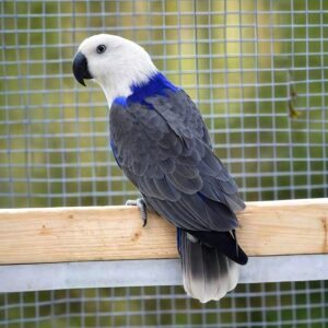 Female Blue Mutation Eclectus For Sale-Rare & Beautiful ( Bright )