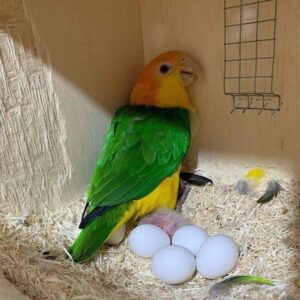 Buy Fertile Caique Parrot Eggs Online