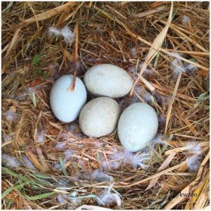 Buy Fertile Amazon Parrot Eggs Online