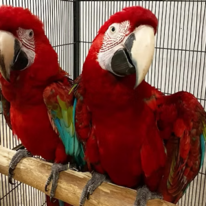 Green-Winged Macaw Parrot for Sale – Hand-Raised, Social & Affectionate meet Phoenix & Blaze