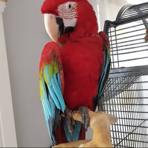 Green-Winged Macaw Parrot for Sale – Hand-Raised, Social & Affectionate-Meet
