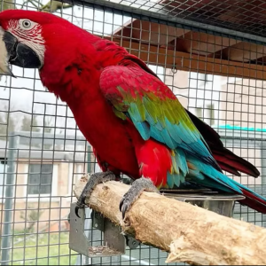 Hand-Raised Red-and-Green Macaw : Meet Red