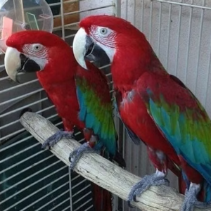 Green-Winged Macaw for Sale – Hand-Raised Red-and-Green Macaws
