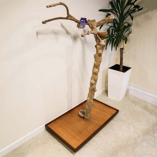 Java Duo Medium Parrot Tree Stand | Indonesian Coffee Tree