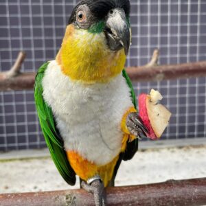 Tamed Male Black Headed Caique – Jeffrey