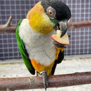 Tamed Male Black Headed Caique – Jeffrey